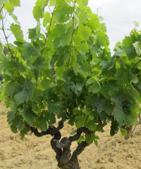 Domaine Gardiole - Carignan taillé en gobelet