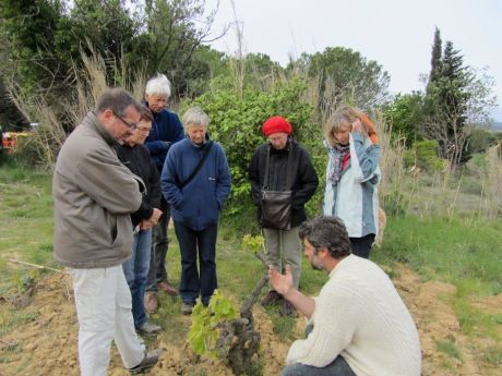 Ebourgeonnage au domaine Gardiole