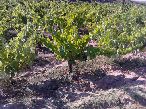 Domaine Gardiole - Grenache dense 10000 pieds par hectare