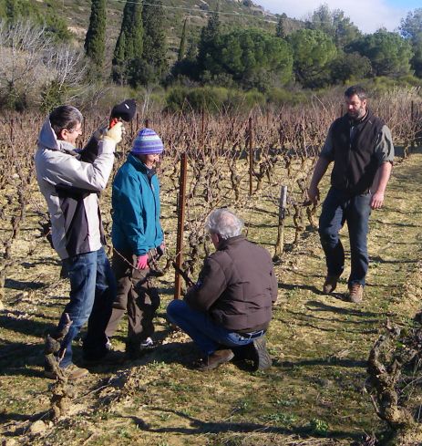 Taille au domaine Gardiole