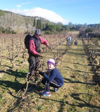 Taille au domaine Gardiole