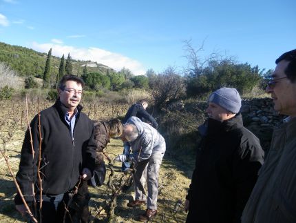 Taille au domaine Gardiole