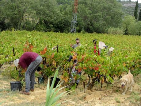 Récolte d'une parcelle de Carignan