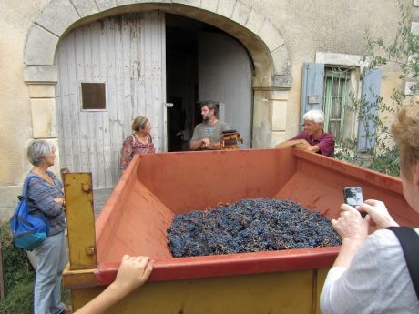 Vendanges de la vigne au domaine Gardiole